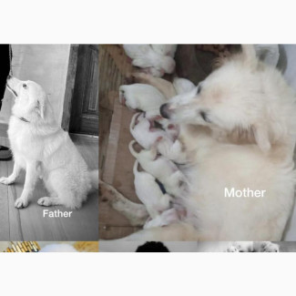 Female Purebred American Eskimo - 1-3 months old