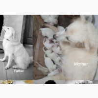 Female Purebred American Eskimo - 1-3 months old