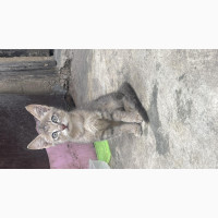 1-3 months Male Purebred Korat