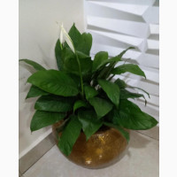Air-Purifying Indoor Plants