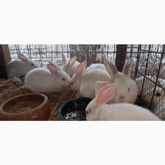 Giant Breed Rabbits Available