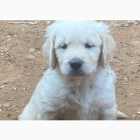 Golden Retriever Puppy - 1-3 Months Female Purebred