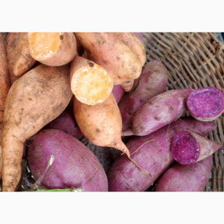 Orange and Purple Flesh Sweet Potatoes