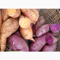 Orange and Purple Flesh Sweet Potatoes