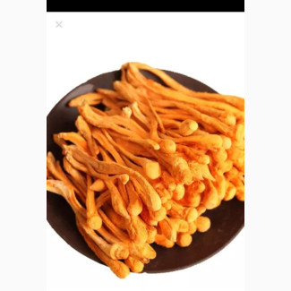 Cordyceps Militaris (500g)