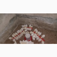 Four Weeks Old Broiler - Well Vaccinated and Medicated