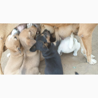 1-3 months Male Purebred Dog
