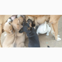 1-3 months Male Purebred Dog