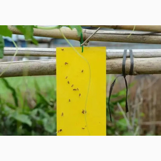 Insect Sticky Trap