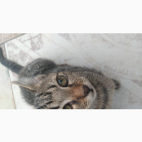 1-3 months Male Mixed Breed Cat