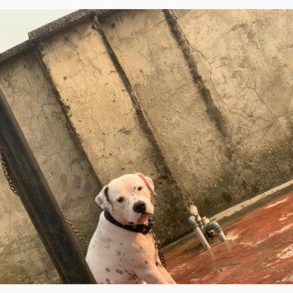 6-12 months Male Purebred American Pit Bull Terrier