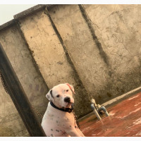 6-12 months Male Purebred American Pit Bull Terrier