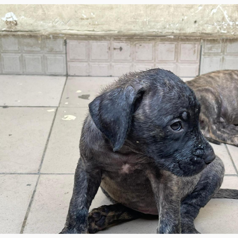 Фото 1/1. Purebred Boerboel Female Puppy Available for New Home