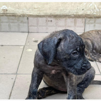 Purebred Boerboel Female Puppy Available for New Home