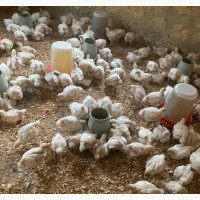 Healthy Broiler Chicken for Sale
