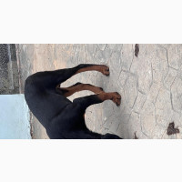 Male Purebred Rottweiler for Stud Services