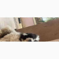 Shih Tzu Male Dog for Adoption