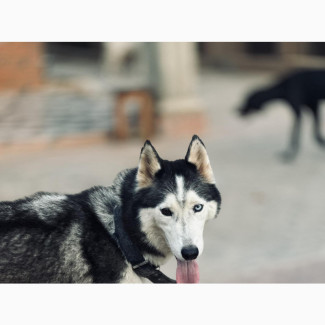Siberian Husky Female for Sale
