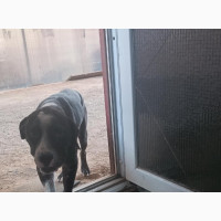 3-6 months Male Purebred American Pit Bull Terrier