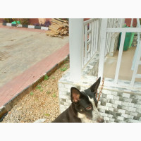 1+ year Female Purebred German Shepherd