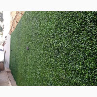 Boxwood Fence Installation Services