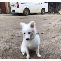 6-12 months Male Purebred American Eskimo