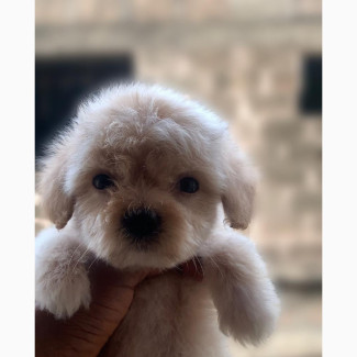 Purebred Lhasa Apso Puppy