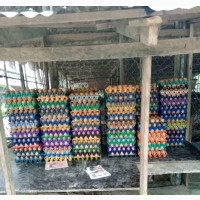 Fresh Farm Eggs for Sale
