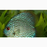 Discus Fish