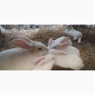 Affordable Giant Rabbits Available