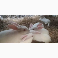 Affordable Giant Rabbits Available