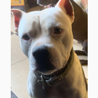 Male American Bully Puppy for Sale - Purebred, 0-1 Month Old