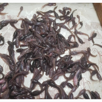 Healthy Catfish Fingerlings and Juveniles Available Now