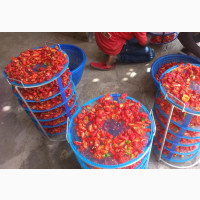 Dried Red/Chili/Hot Pepper - Available for Contract Supply