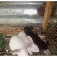 7 Weeks Old Rabbits - Perfect Pets for Sale
