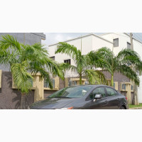 Honda Civic 2012 Brown