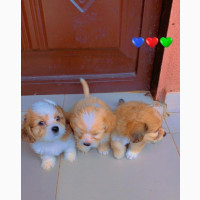 Lhasa Apso Female Puppy - Purebred, 1-3 months old