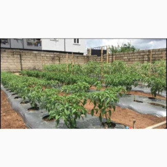 Plastic Mulch, Mulching Film