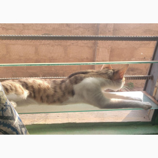 1+ year Male Mixed Breed Egyptian Mau