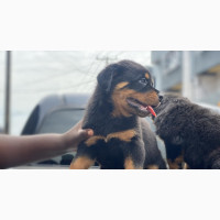 Female Purebred Rottweiler Puppies Available
