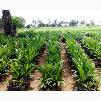 Malaysia Oil Palm Nursery