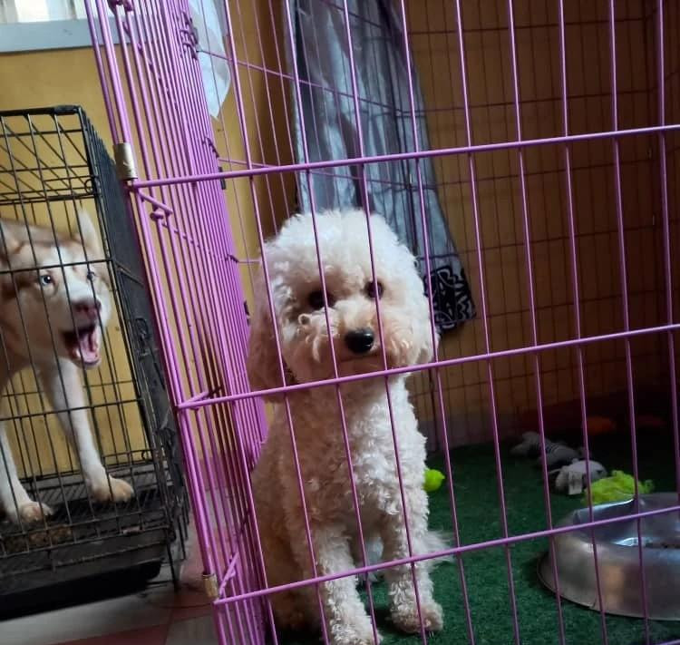 Фото 1/1. 6-12 Months Male Purebred Poodle