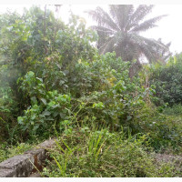 Plot of Land for Sale Along Omi-Adio/ Ido Road