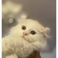 6-12 months Female Purebred American Curl
