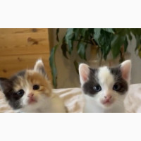 1-3 months Female Purebred Turkish Angora