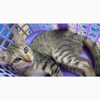 Female Purebred Tabby Kitten - Playful and Affectionate