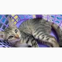 Female Purebred Tabby Kitten - Playful and Affectionate