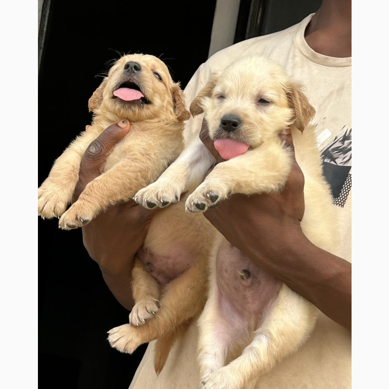 Фото 1/1. 1-3 months Male Purebred Golden Retriever