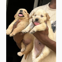1-3 months Male Purebred Golden Retriever