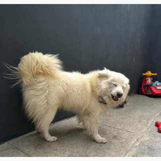Samoyed Adult Dog Available for Adoption